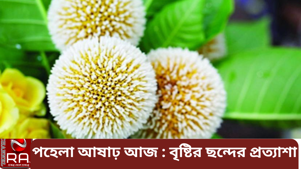 নিজস্ব প্রতিবেদন ঝমঝমিয়ে নামবে হঠাৎ বৃষ্টি। ছাতা নিয়ে বের না হওয়া পথিক যা কিছু থাকে, মাথায় তুলে দৌড়ে গিয়ে আশ্রয় নেবে কোথাও। আবার বৃষ্টিবন্দি হতে নারাজ—এমন মানুষেরা ভিজবে অঝোর ধারায়। বর্ষা এলে সৃষ্টি হয় এমন কত নান্দনিক দৃশ্যের। বর্ষার জলতরঙ্গ হৃদয়ে ঢেউ তোলে আমাদের। আষাঢ়ে অকূলপাথারে পড়ে মানুষের মন। কিন্তু ইদানীং বর্ষার মূল চরিত্র বৃষ্টির দেখাই নেই তেমন। প্রকৃতির সঙ্গে মানুষের বিরোধ জীবনের স্বাভাবিক ছন্দ কেটে দিচ্ছে। পঞ্জিকা ধরে পাগলা হাওয়ার বাদল দিন ঘন ঘন আসে না আর। প্রায়ই ছিটেফোঁটা বৃষ্টি পেয়েই সন্তুষ্ট থাকতে হয়। তারই মধ্যে একেক দিন চরাচর ভাসানো বারিধারা। তাতে ভেসে যায় আমাদের মন। শিশুরা মাঠে-ছাদে ছুটে যায়। জানালায় মুখ রাখে কেউ কেউ। খিচুড়ি হতে হতে অনেক সময় হাওয়ায় মিলিয়ে যায় নাগরিক মেঘ। আয়োজন করে উপভোগ করার সুযোগ মেলে না। আজ ১৪৩০ বাংলা সনের পহেলা আষাঢ়। বর্ষার প্রথম দিন। এ সময়ে নদীমাতৃক বাংলার নদীনালা, খাল-বিলসহ সব জলাশয় পানিতে ভরে ওঠে। তাতে ফোটে শাপলা, পদ্ম আর নাম না জানা শত জলজ ফুল। পথিকের চোখ আটকে যায় কদম ও চালতার স্নিগ্ধ সোনালি সবুজে। গ্রামবাংলার দিগন্তরেখাজুড়ে ছেয়ে থাকা মেঘের গর্জন রাখালবালককে ব্যস্ত করে তোলে। নদী-হাওরের বধূরা এ সময় অপেক্ষায় থাকেন বর্ষার জল ভেঙে নৌকায় বাপের বাড়িতে নাইয়র যেতে। বর্ষা আমাদের মন ও প্রকৃতিকে সবুজ করে তোলে। বর্ষায় আরো ঘন ও সজল হয়ে ওঠে সব। শৈশবের বৃষ্টির স্মৃতি উঁকি মারে মনে। নতুন মেঘ দেখে পুরাতন হৃদয় দুলে ওঠে। বাতাসে বৃষ্টির সুবাস অলস করে তোলে। আনন্দের শিহরণ জাগায়। বাংলা বর্ষপঞ্জি অনুযায়ী আষাঢ়ের পয়লা দিন থেকে বর্ষাকাল শুরু হলেও বৈশাখ ও জ্যৈষ্ঠ মাসেই বৃষ্টির সঙ্গে সাক্ষাৎ ঘটে যায় আমাদের। এ দেশে এখনো ৮০ শতাংশ বৃষ্টিই হয় বর্ষার আষাঢ়-শ্রাবণ এই দুই মাসে। তবে জলবায়ু পরিবর্তনের প্রভাব বাংলা ঋতুতেও পড়েছে। এবার শীত ও গ্রীষ্মকালে স্বাভাবিকের চেয়ে কম বৃষ্টিপাত হয়েছে। উষ্ণতাও বেশি ছিল। গত বছরের নভেম্বর থেকে দেশে বৃষ্টি কম হয়ে শুষ্ক শীতকাল আরো বেশি শুষ্ক হয়ে পড়েছিল। এবার গ্রীষ্মে রেকর্ড গরমের বিপদ কাটিয়ে বর্ষায় কিছুটা স্বস্তির পরিবেশ তৈরি হতে পারে বলে অনেকে আশায় ছিলেন। কিন্তু বর্ষা মৌসুমেও যে মাত্রায় তাপপ্রবাহ চলছে তা এ দেশে খুব কম দেখা গেছে। তবে আশার কথা হলো, গত কয়েক দিন রাজধানীসহ সারা দেশের অনেক জায়গায় বৃষ্টি হয়েছে। শোনা গেছে বর্ষার আগমনী গান। আশা করা যায়, অনাবিল বৃষ্টিধারায় শিগগিরই আর্দ্র-কোমল হয়ে উঠবে চারপাশ। সতেজ সবুজে স্নিগ্ধ হয়ে উঠবে বাংলার নিসর্গ। বর্ষায় এখনো ব্যাঙের ডাকে মুখর হয়ে ওঠে অনেক গ্রাম। টিনের চালে বৃষ্টির নূপুর সৃষ্টি করে রিনিঝিনি সংগীতের। চ্যানেল আর এ নিউজ ডেস্ক