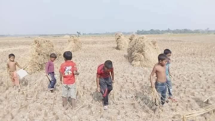 ধান কুড়ানোর আনন্দে মেতেছে গ্রামের শিশুরা।