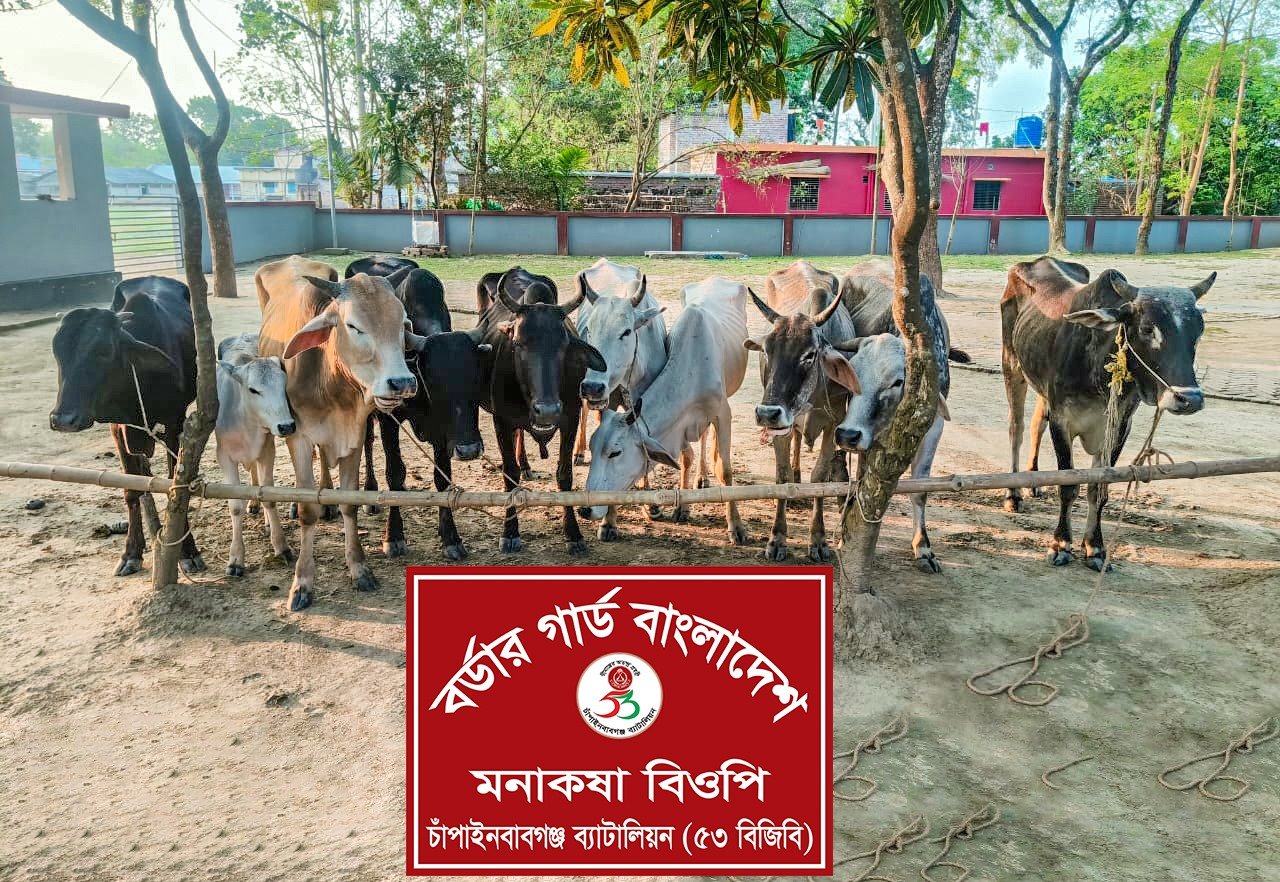 "চাঁপাইনবাবগঞ্জ সীমান্তে ১০ ভারতীয় গরু আটক | ৫৩ বিজিবি’র সফল অভিযান!"