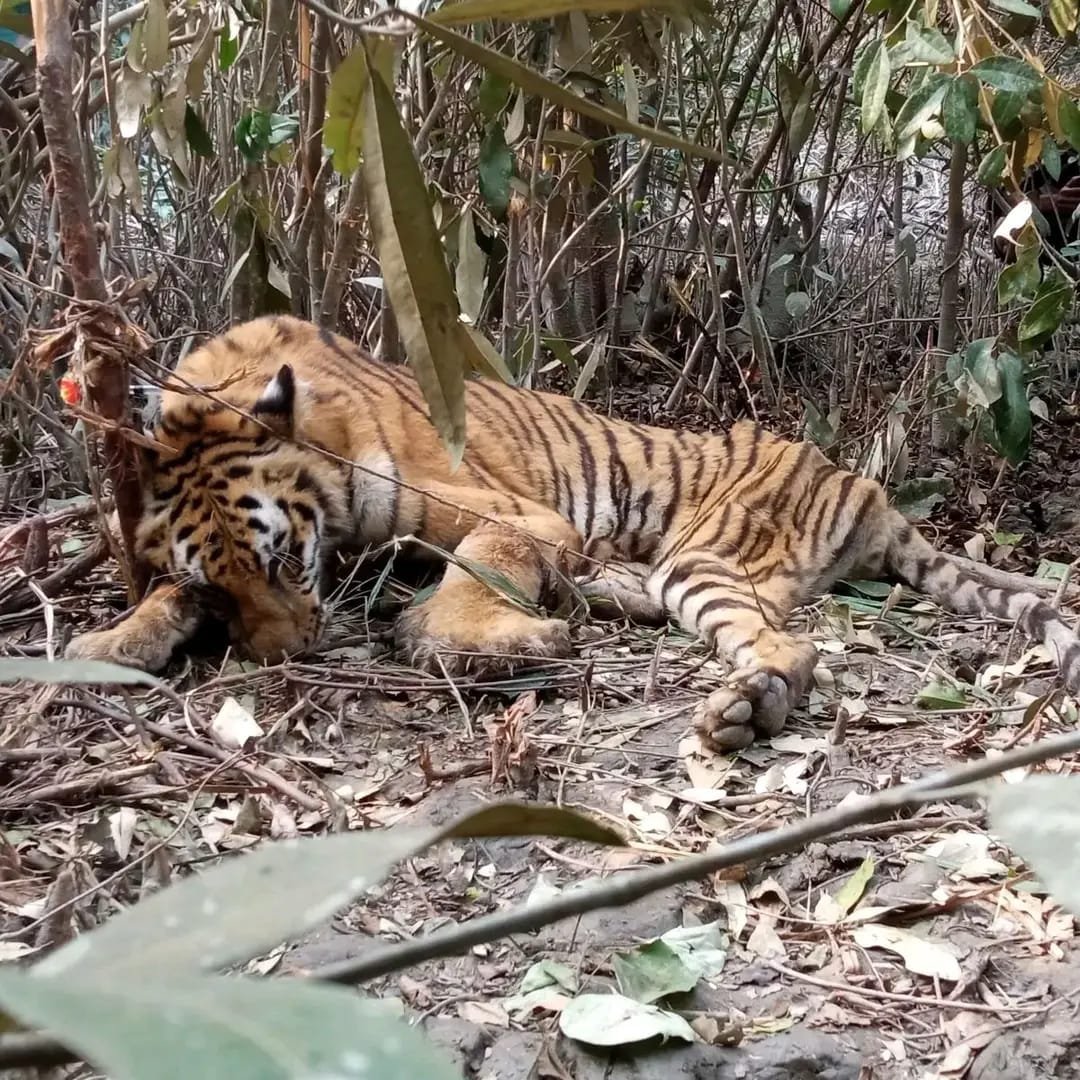 সুন্দরবনের গভীর অরণ্যে হরিণ শিকারের জন্য চোরা শিকারিদের পাতা ফাঁদ এখন রূপ নিচ্ছে রয়েল বেঙ্গল টাইগারের জন্য নীরব মৃত্যুফাঁদে। একদিকে সরকারি অর্থায়নে বাঘ গণনা ও পরিকল্পনা, অন্যদিকে সংরক্ষণে ঘাটতি—এই বৈপরীত্য নতুন করে ভাবিয়ে তুলছে বন্যপ্রাণী বিশেষজ্ঞ ও পরিবেশবাদীদের।