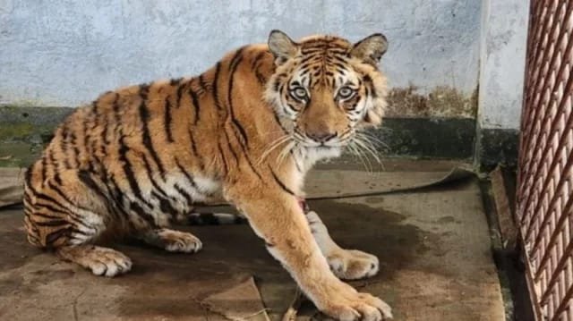 প্রকৃতির অমোঘ নিয়মে বনের রানি সে, কিন্তু মানুষের পাতা মরণফাঁদে থমকে গিয়েছিল তার গর্জন। তবে মৃত্যুর দুয়ার থেকে ফিরে এসে এখন সে পূর্ণ সুস্থতার পথে। সুন্দরবনের চাঁদপাই রেঞ্জে চোরা শিকারিদের ফাঁদে আটকা পড়া সেই বাঘিনী দীর্ঘ ৪২ দিনের লড়াই শেষে এখন আবারও বনে ফেরার প্রস্তুতি নিচ্ছে।