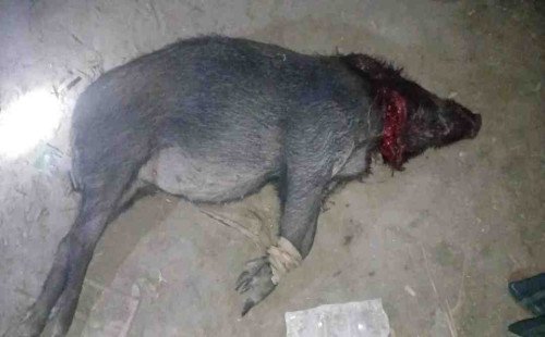 সুন্দরবনের বন্যপ্রাণী শিকার ও পাচার রোধে আবারও সজাগ দৃষ্টির প্রমাণ দিলেন মোংলার সুন্দরবন ইউনিয়নের বুড়বুড়িয়া এলাকার বাসিন্দারা। গত বৃহস্পতিবার (১৯ ফেব্রুয়ারি) রাতে পাচারকারীরা একটি জবাই করা বন্য শুকর নিয়ে যাওয়ার সময় স্থানীয়দের বাধার মুখে তা ফেলে পালিয়ে যেতে বাধ্য হয়।