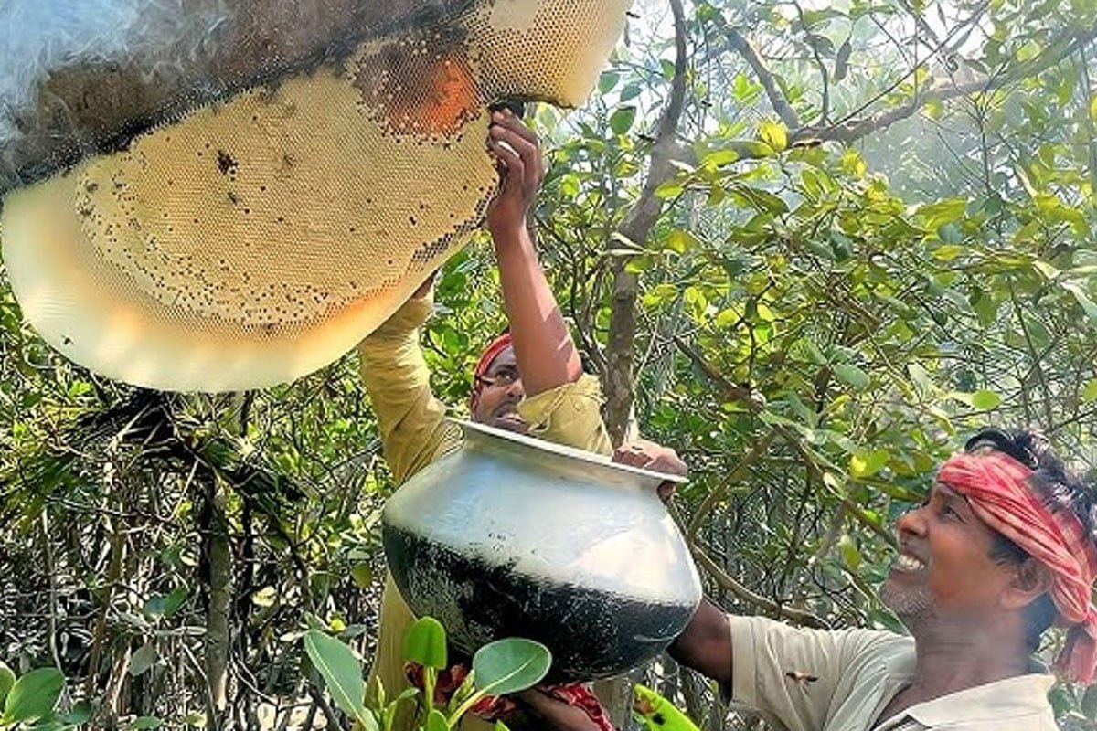 প্রকৃতির অপার সৌন্দর্যে সেজে উঠেছে সুন্দরবন। খলিসা, গরান, পশুর, হারগোজা—রঙ-বেরঙের ফুলে ভরে গেছে বনাঞ্চল। মৌমাছির গুঞ্জনে মুখর চারদিক… শুরু হয়েছে মধু আহরণের প্রস্তুতি।